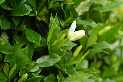 山梔子の花