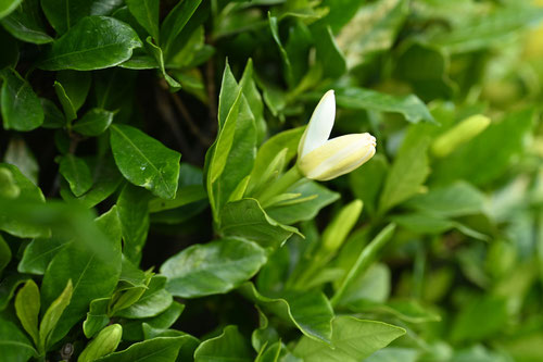 クチナシ,山梔子の花,くちなし