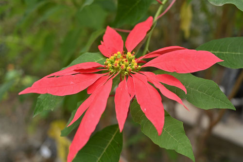 ぽいんせちあ,クリスマス,赤と緑,ポインセチア