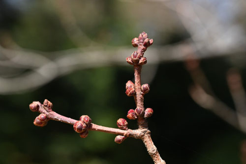 花の木,はなのき,ハナノキという樹木
