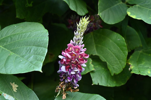 ８月に咲く花,木