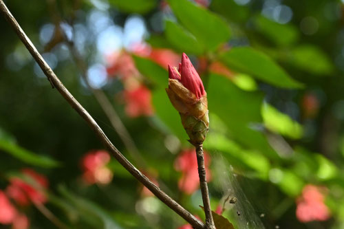じんぐうつつじ