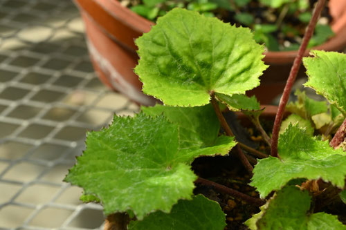 葉がギザギザのツワブキ,カンツワブキ,かんつわぶき