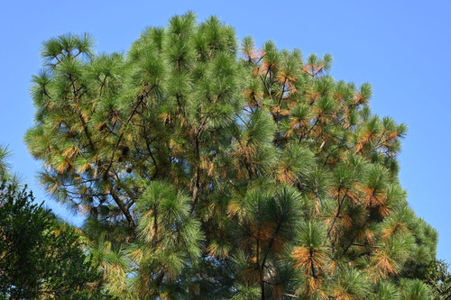 大王松,Ｌongleaf pine／Yellow pine