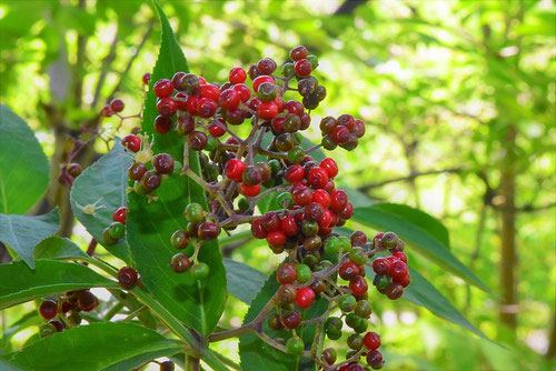 red fruits of elder,picture