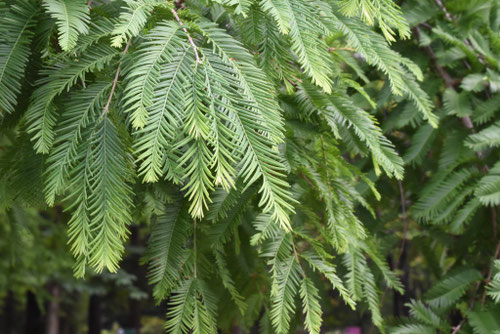 メタセコイアの葉っぱ,食べられる