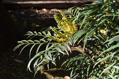 １０月に咲く黄色い花,木