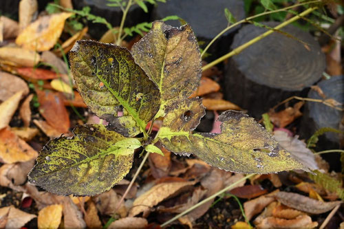 紅葉,こうよう