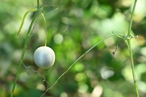 すずめうり,植物