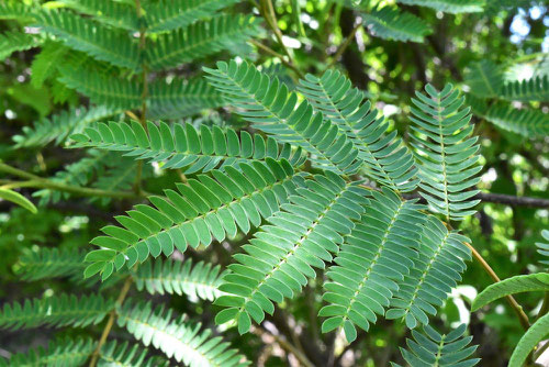 persian silk tree,leaf