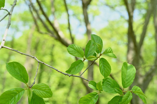 いそのき,植物