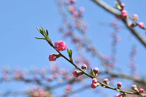 開花時期,桃の木,モモ,もも