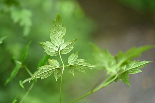 ボタンヅル,蔓性植物,ぼたんづる