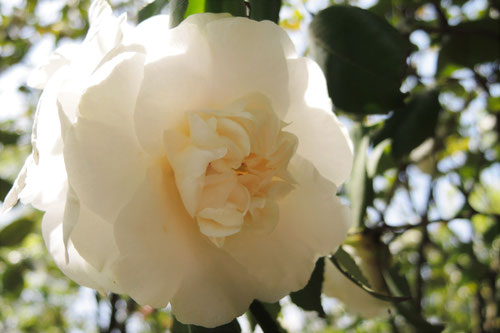 白竜（はくりゅう）