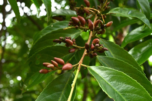 バクチノキ,ばくちのき,実