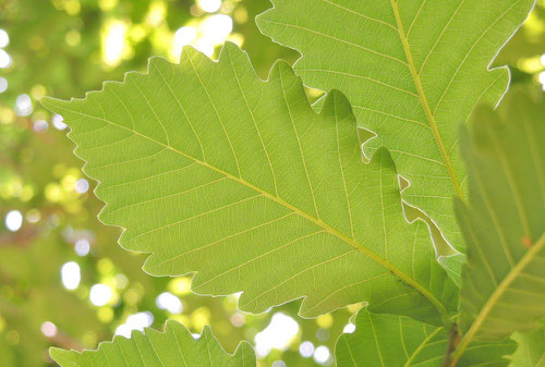 leaf of Japanese oak