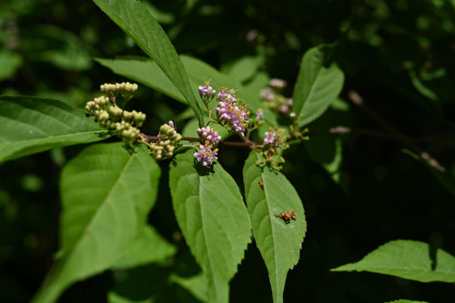 Flowering trees in August in July