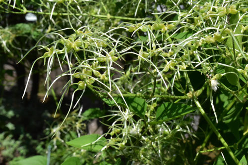 うしのはおとし,植物