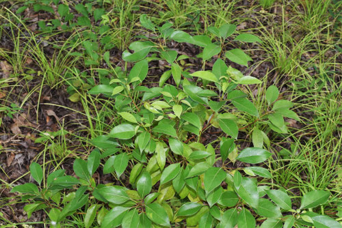 クスノキ,くすのき,楠