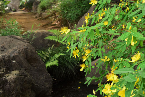 ビヨウヤナギ,びようやなぎ,Chinese hypericum