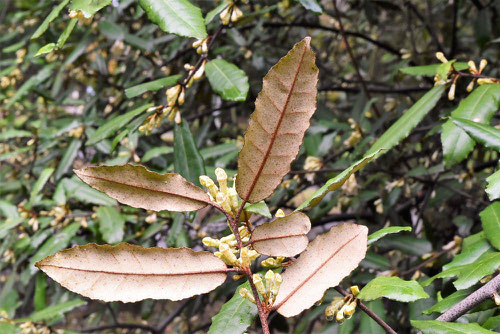 Thorny elaeagnus