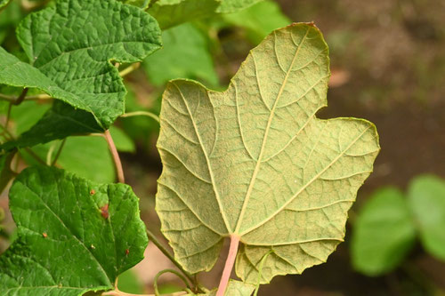 Japanese wild grapevine 