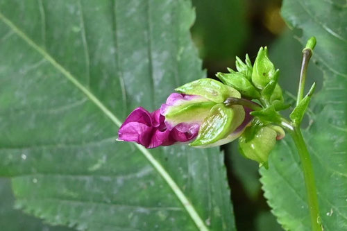 釣船草,開花