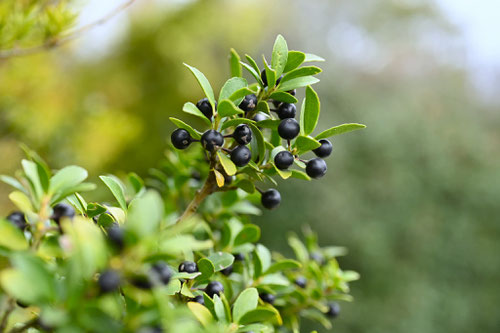 黒い実がなる植物の名前