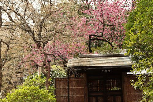 寒緋桜,緋寒桜,同じ,カンヒザクラ,かんひざくら