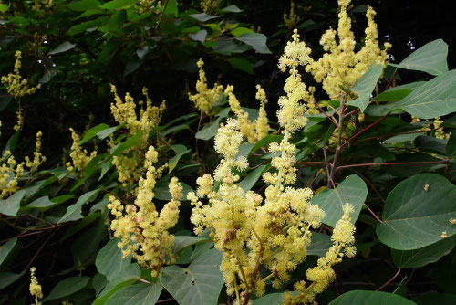 Japanese Mallotus,flower