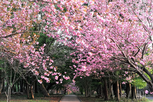 セキヤマ,カンザン,八重桜