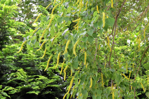 ナンキンハゼ,南京櫨の花,時期,なんきんはぜ