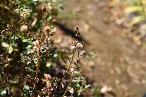 よめな,植物,綿毛