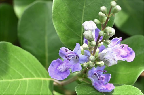 ハマゴウ 浜香 庭木図鑑 植木ペディア