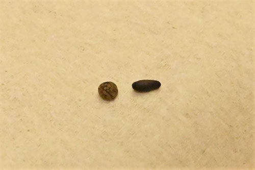 胡麻と荏胡麻,違い,えごま