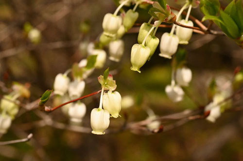 ドウダンツツジ,どうだんつつじ,新芽