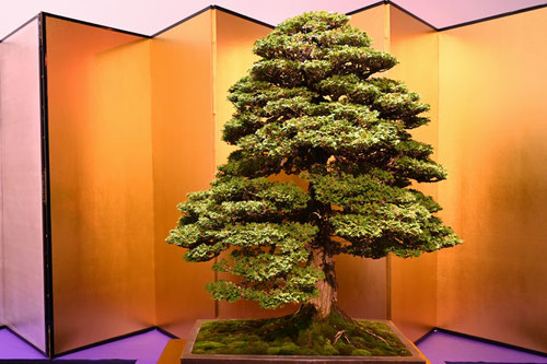 Japanese cypress,bonsai