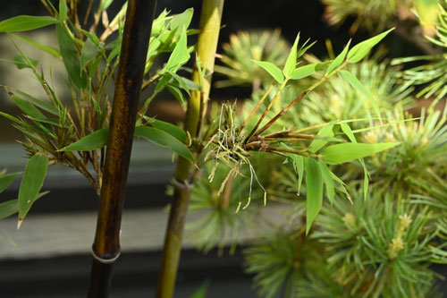 クロチクの花,黒竹の開花,くろちく