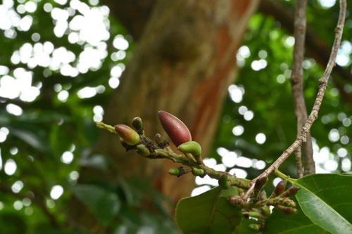 バクチノキの実,博打の木,特徴