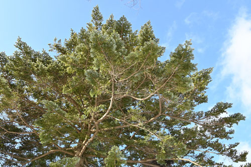 ウラジロモミ（裏白樅） - 庭木図鑑 植木ペディア