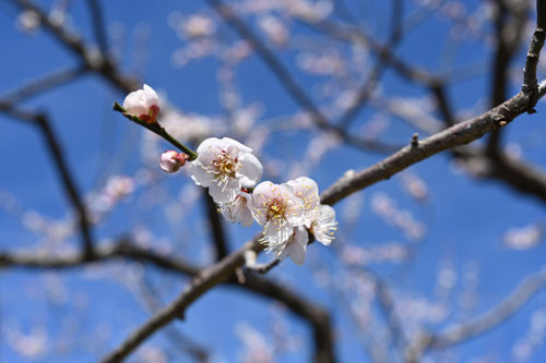 3月に咲く白い花の木