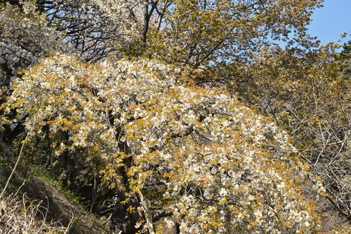 仙台枝垂れ桜,彼岸桜