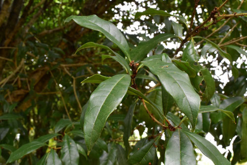 キンモクセイ,金木犀,葉,特徴,きんもくせい