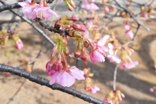 河津桜,特徴