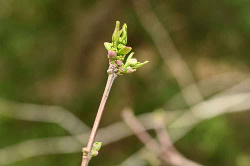 spindle tree