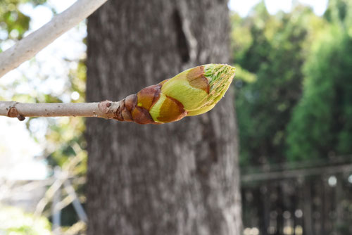ベニバナトチ,新芽,べにばなとちのき