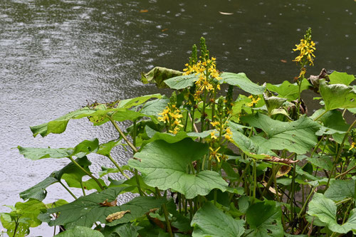 おたからこう,植物,オタカラコウ