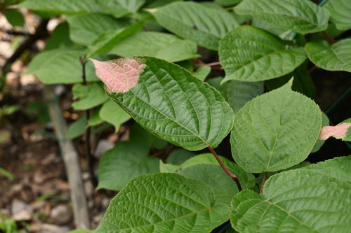 葉っぱが少しだけピンクの野草