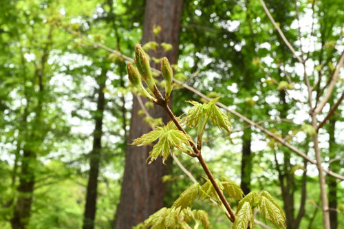 さとうかえで,木,カナダの国旗