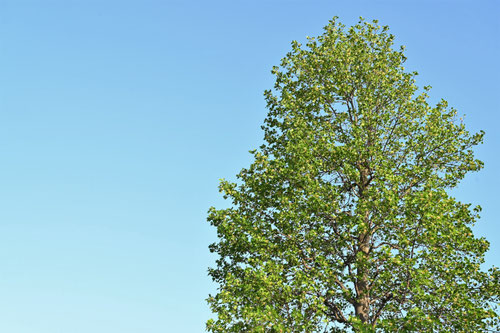 ユリノキ,百合の木の花,tulip tree